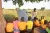 Pupils of New Grace Primary School in Uganda study under a mango tree, 2022.